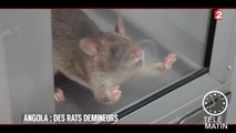 Echos du monde - Angola : Ces rats démineurs qui sauvent des vies