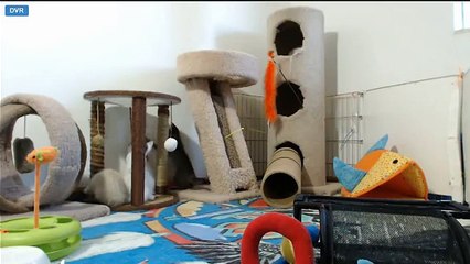 Mythbuster Kittens: Transpawter disassembling - resistance is futile