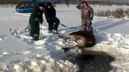 The Incredible Rescue of Elk From Freezing Water
