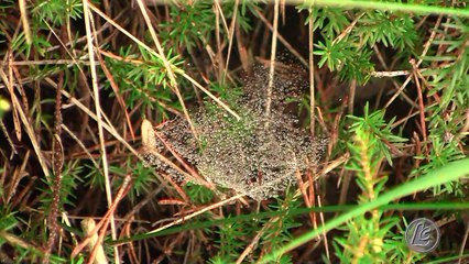 Bivacco Bedin, boral della Besausega. Pale di San Lucano