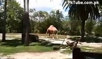 Headless Camel walking in Woods