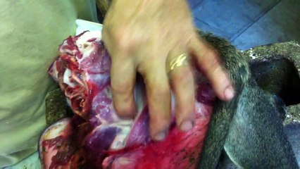 Testa's Taxidermy Tip's - Deer head rough caping