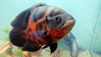 220 gallon monster fish tank