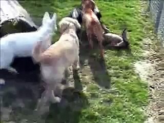 Malinois Zabo beim Welpenspiel - HSV Ahrensfelde