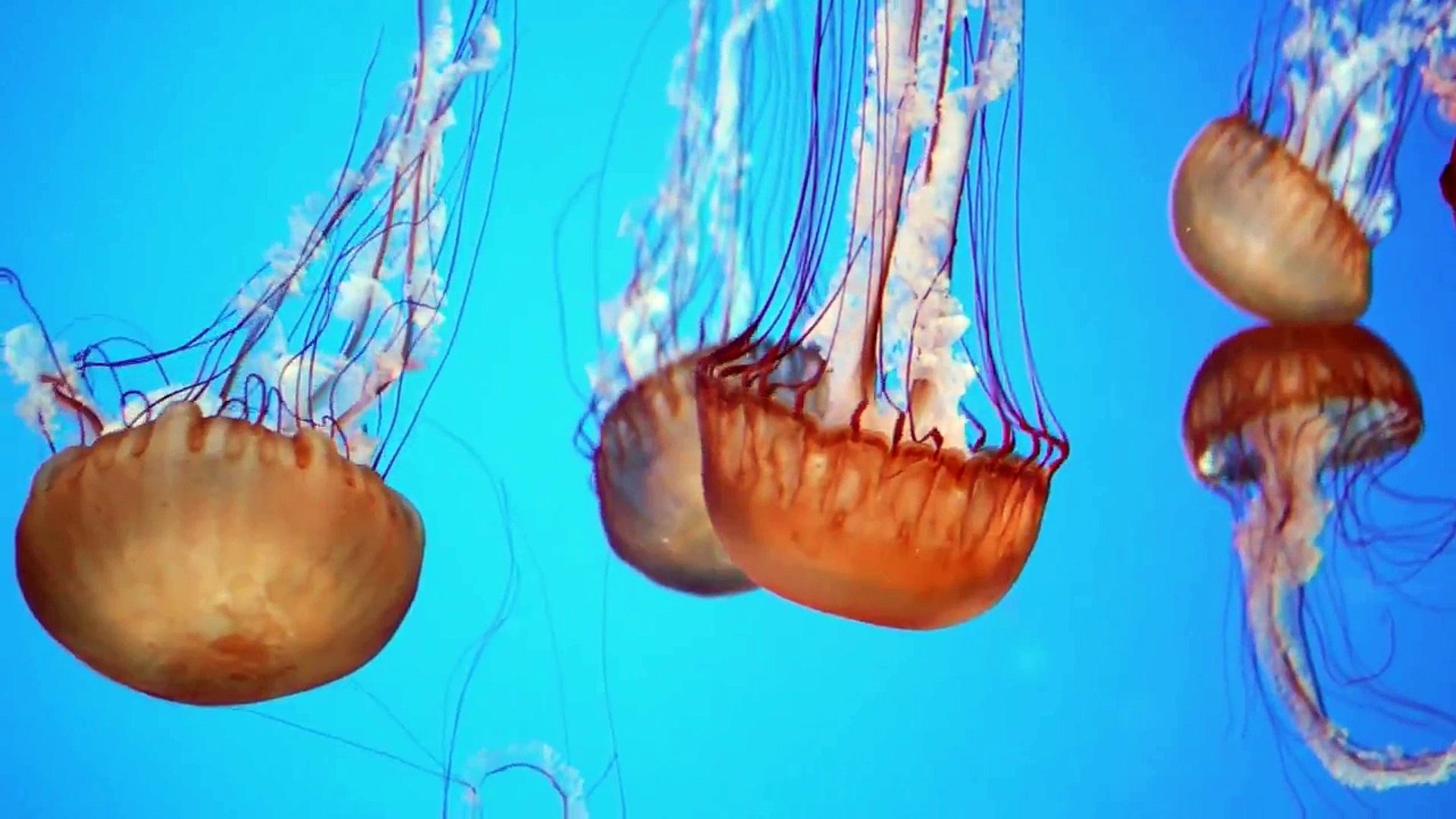 Jellyfish - Ripley's Aquarium Toronto 2013