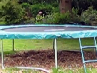 German Short Haired Pointer, Ellie the Puppy. GSP