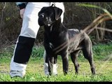 Cane Corso Italiano