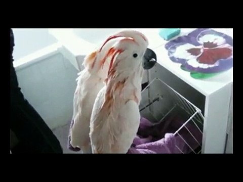 Molukkenkakadu - Molukkische Badezeit Impressionen von Horus und Hathor