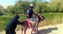 Hybrid Donkey | حمار هايبريدي ولا الف حصان