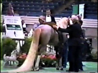 Speed Racking Horse "Speck" 15 time world champion