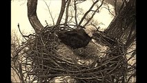 Decorah Eagles ~ The In's and Out's Of The Yonder Nest ~ 02-13-2014 9 to 10 a.m.