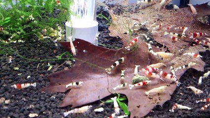 krewetki Taiwan Bee, Crystal Red/Black, Hybrydy