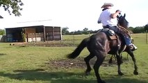 Preparing to Ride Horse in One Rein PT 2- Rope Halter- No Bits- Horses Feeding Off Each Other