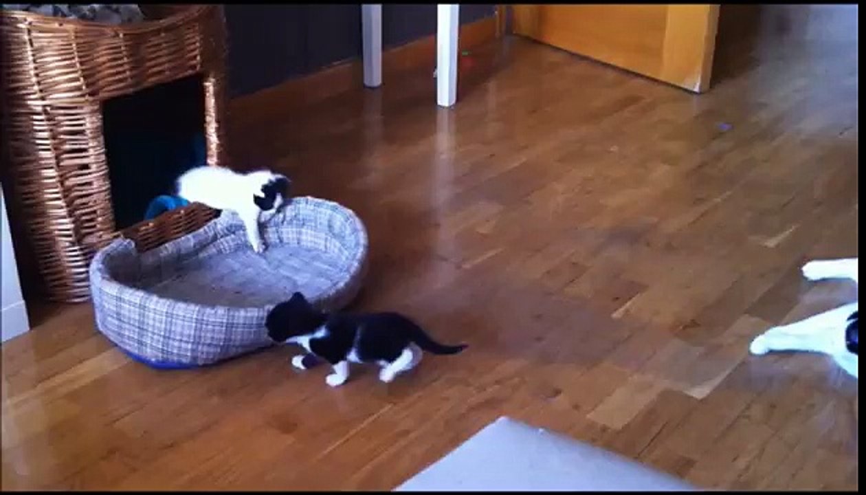 Gata jugando con su bebé (Abril y Pica)