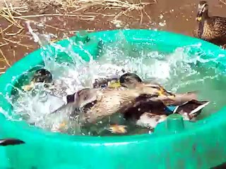 Watering Mallards& Crooked Neck-Where  is Ellen Degeneres when you need A duck pond?