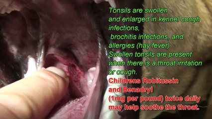 Cough and swollen tonsils in dogs