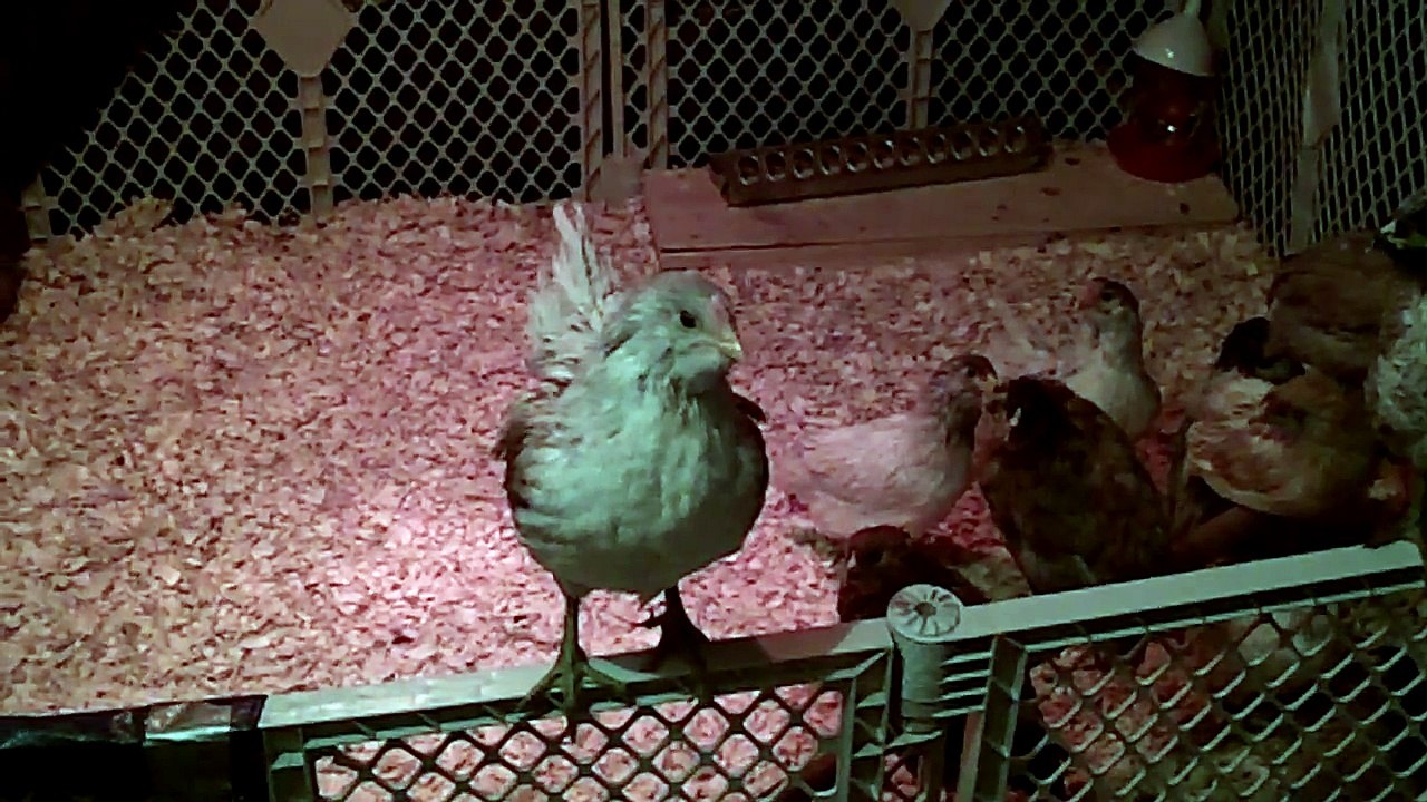 My 7 week old Ameraucana roosters crowing.