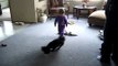 Baby Chases Laser Pointer