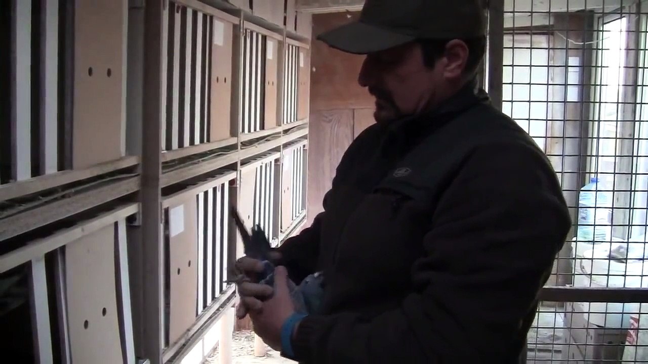 Maciej Włudzik - opowiada o swoim gołębniku na 2014 rok - Oddział PZHGP 059 - Kosakowo