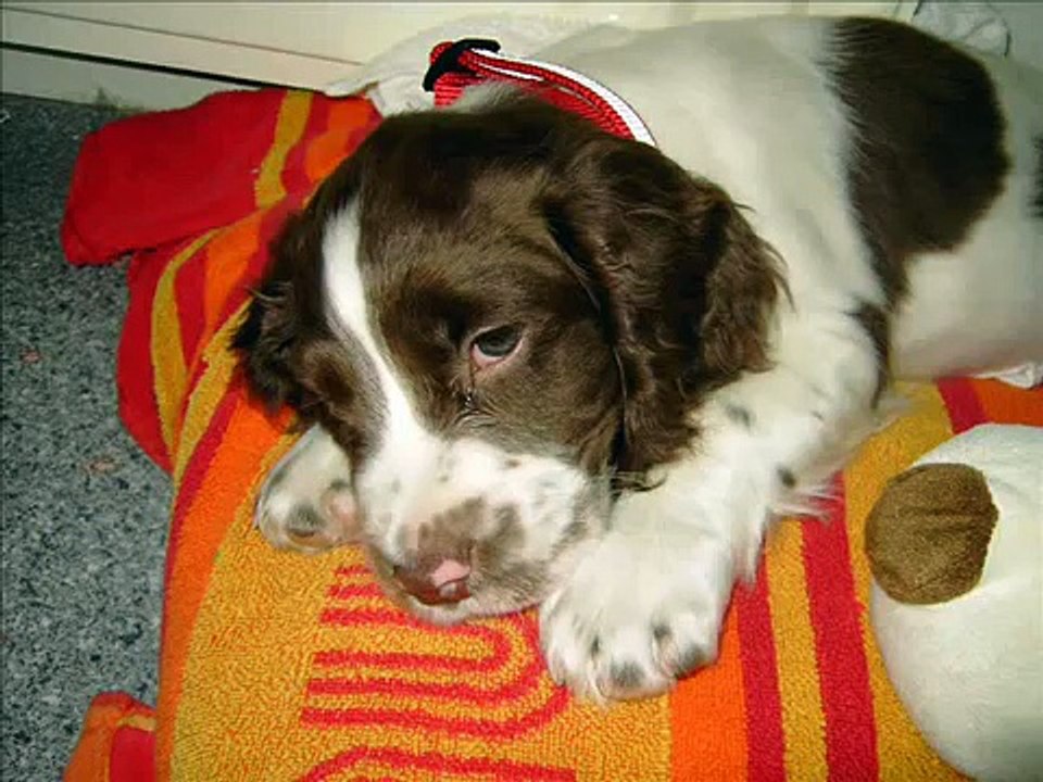 Taylor (English Springer Spaniel)