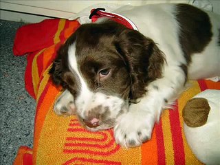 Taylor (English Springer Spaniel)