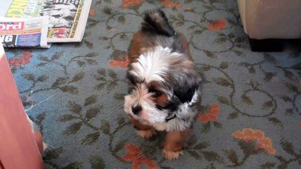 My Tibetan Terrier Puppy - 10 weeks old - 16weeks old