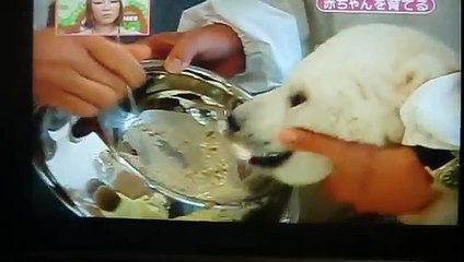 Baby Polar Bear ~ Starts Eating Solid Food