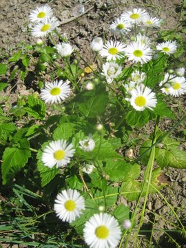 Etat laïc, laïcité (bentoche)