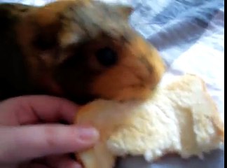 The three Guinea Pigs eating toast!