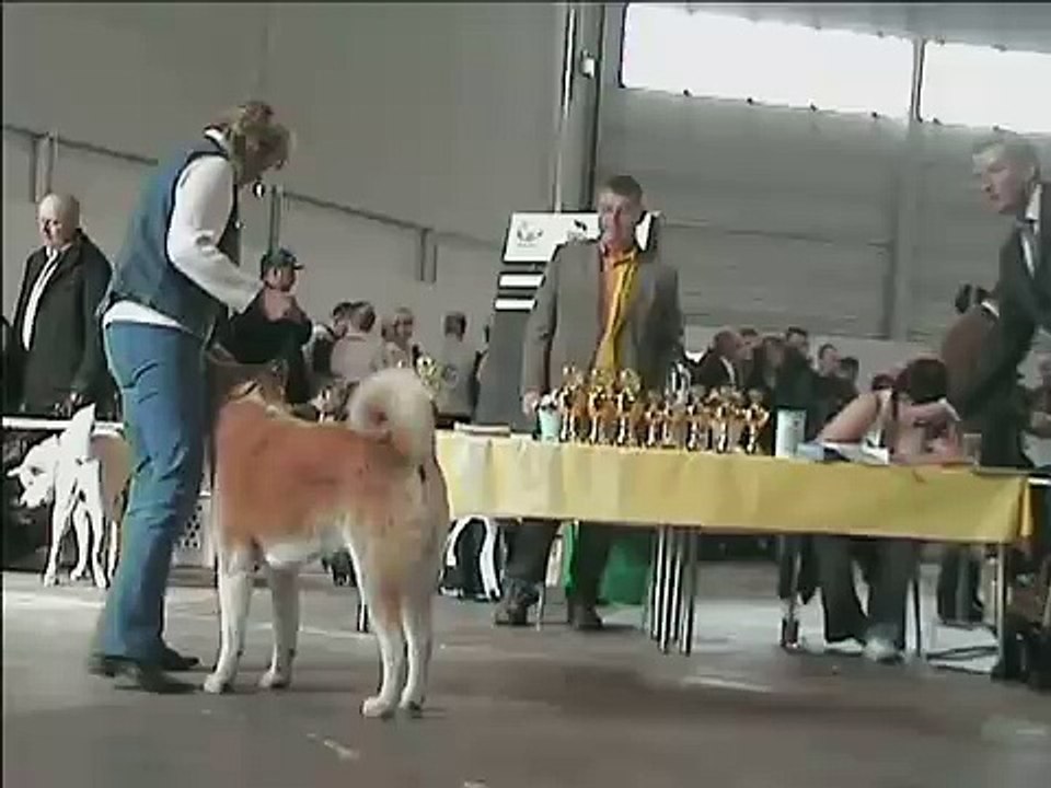 Akita CACIB Berlin 2008