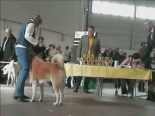 Akita CACIB Berlin 2008
