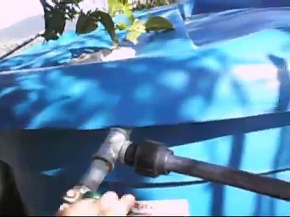 Dos perritas bandidas jugando en la Colonia Tovar