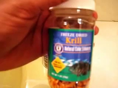 Feeding my parrots a spider