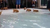 Première virée à la piscine pour ces petits chiots !