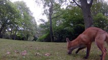 Rotfuchs Aug in Aug mit der GoPro Hero 3. .