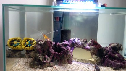 Fluval Edge 23L Nano Tank Easy Led Upgrade