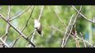 Slow motion 600fps Hummingbird snaps bug! Casio EX-F1 Upscaled to 720pHD V07512