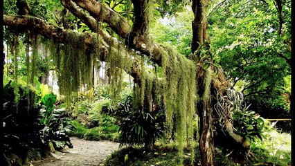 El día feliz que está llegando - Silvio Rodríguez