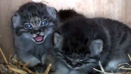 Pallas Cat Kittens - 4 weeks old