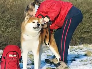 Japanese Akita Inu - Winter Magic at Aiko Kensha