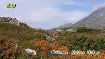 Reindeer rut in Rondane - Nature Notes from Norway