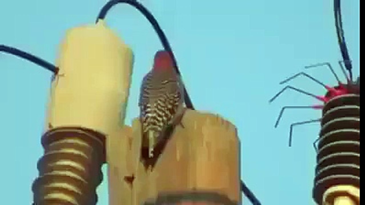بے چارہ پرندہ