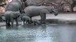 Baby Elephant Calf has a Bumpy Time at Pete's Pond November 26, 2012