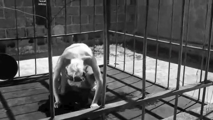 Future Islands | Spirit