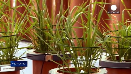 Un progetto aiuta le piante a nutrirsi meglio, con meno dispersione di fertilizzanti