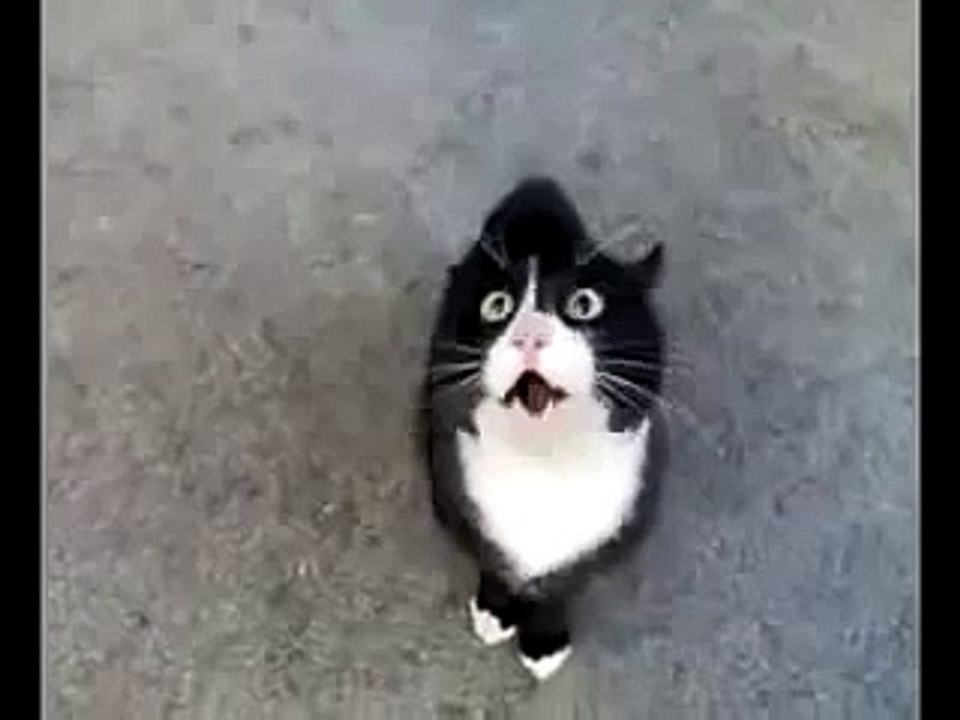 sinirli konuşan kedi