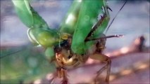Praying Mantis eats eggs out of butt of female cricket