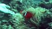 Fiji Scuba Diving