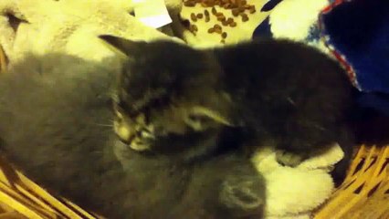 Funny Videos 2014 - Funny Cats Video - Funny Cat Videos Ever - Funny Animals - Funny Fails 2014