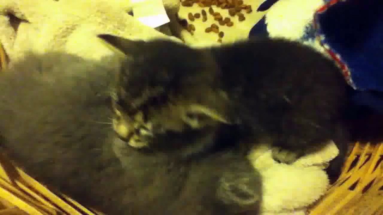 Funny Videos 2014 - Funny Cats Video - Funny Cat Videos Ever - Funny Animals - Funny Fails 2014